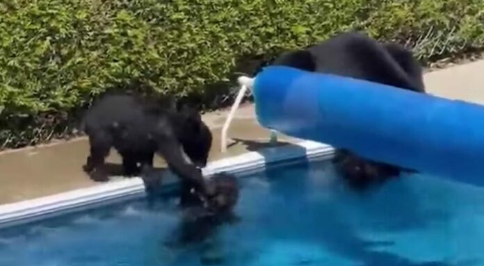 Unos osos se dieron un chapuzón para refrescarse ante las intensas temperaturas que azotan a gran parte de Norteamérica