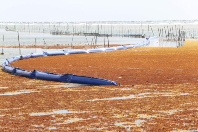 Sargazo Playa del Carmen