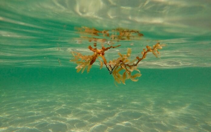 Hacen productos con sargazo