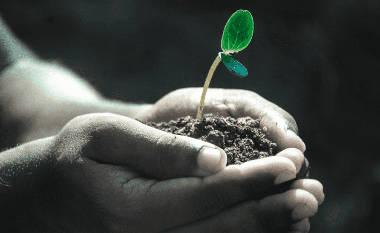 Diputado del PAN solicitó promover ley en Tamaulipas de sembrar un árbol para graduarse