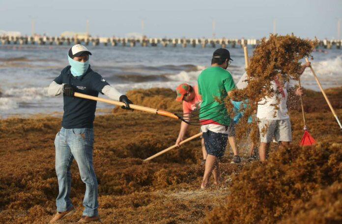 Trabajadores de la Comuna de distintas dependencias se sumaron al personal de la Zofemat en la limpìeza de sargazo en Playa del Carmen
