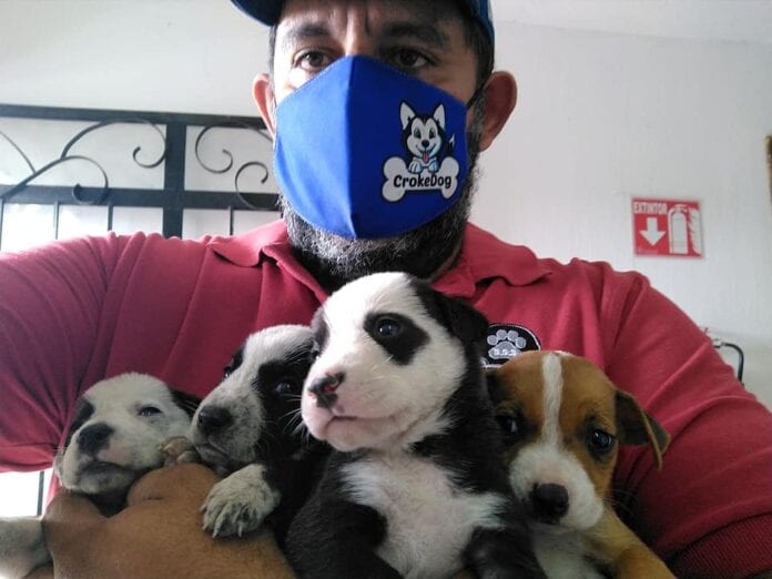 Héroe sin capa: no rescata a un perrito, salva a toda la camada de 