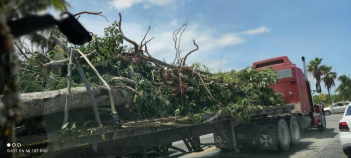 El descontento ciudadano por la poca información en torno a los árboles removidos o talados, debido a las obra del Tren Maya, se ha reflejado en un llamado de activistas locales que piden al Fondo Nacional de Fomento al Turismo (Fonatur) rinda informe a la comunidad sobre el imapcto ambiental que está generando.