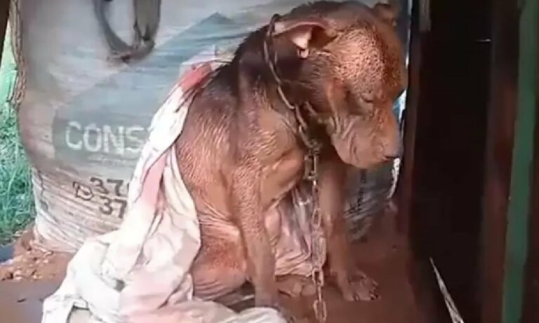 Rescata al perro de su vecino, ahora podría ir a prisión