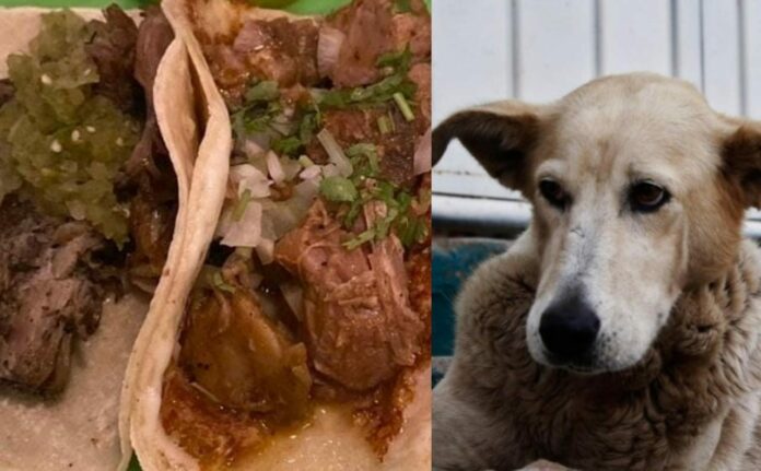 En México se ha consumido la carne de perro en varios momentos; lo que muchos no saben es si esto es legal o no y si se castiga