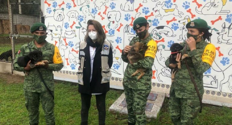 Perritos sin hogar deambulaban en obras del aeropuerto de Santa Lucía y les abren albergue