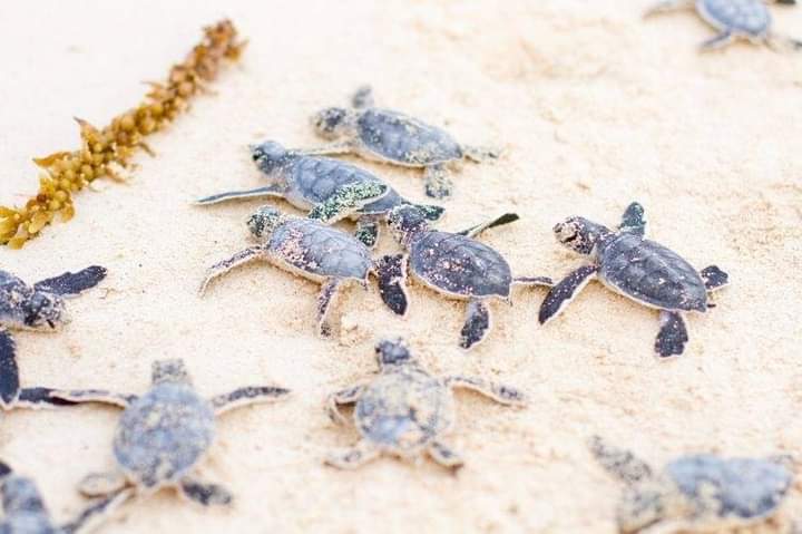 ¡INCREÍBLE TEMPORADA PARA LA TORTUGA MARINA! Se registran 760 nidos en Cozumel