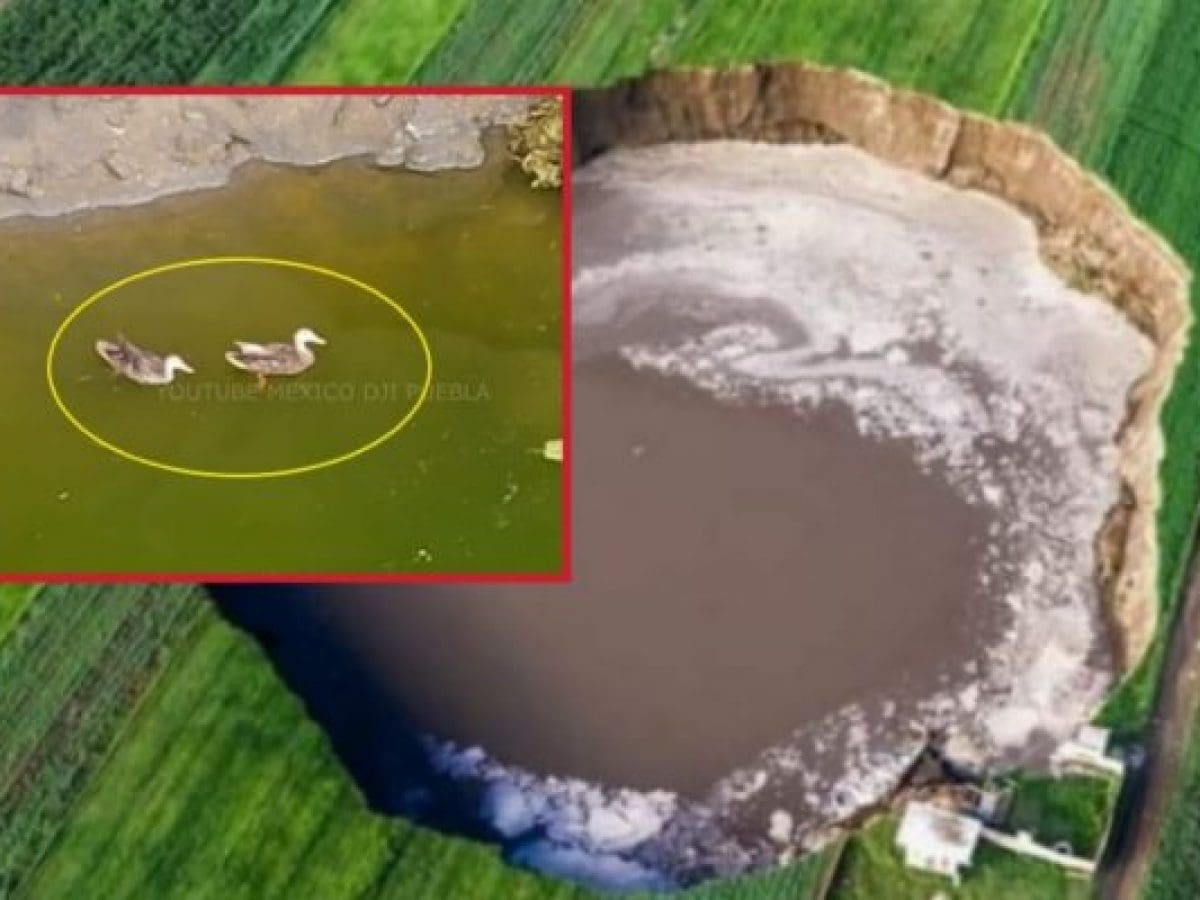 ¡Socavón de Puebla ya tiene "inquilinos"! Captan a dos patos nadando con un dron
