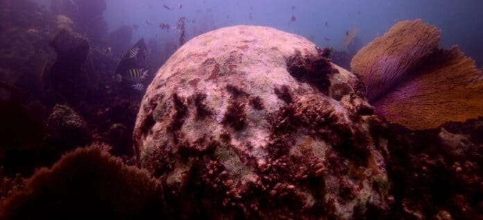 Tiemblen hoteles de Quintana Roo: Semarnat actualiza límite de descargas de aguas residuales