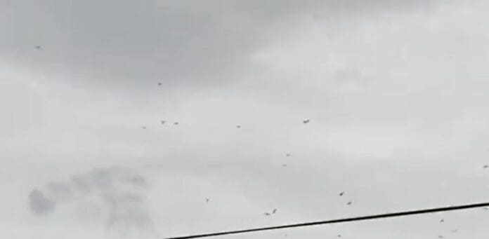 Jalisco.- En Puerto Vallarta se hicieron virales imágenes de cientos de pajaretas y gaviotas volando hacia otro sitio por los fuertes vientos.