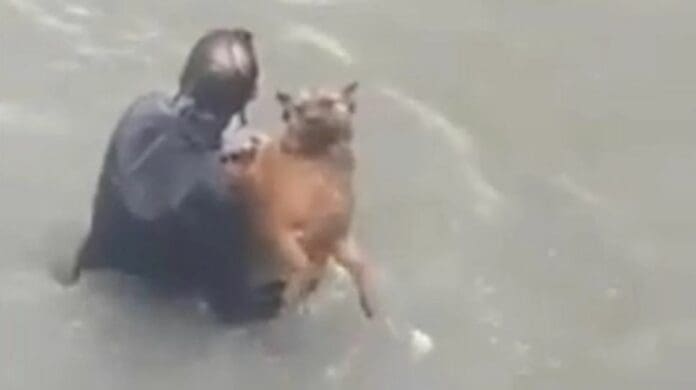 ¡Héroe! Nadador salva a perrito que se ahogaba en el mar