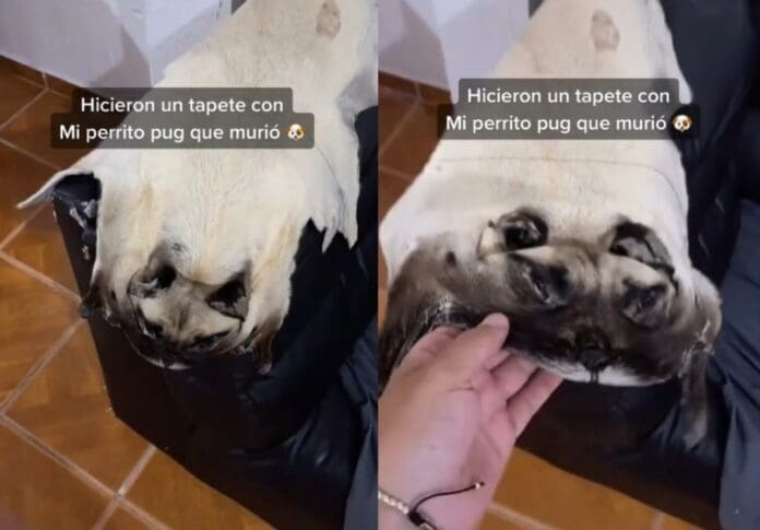 ¡'Tiktoker' hace tapete a su Pug! Supuestamente uso la piel de su perrito muerto