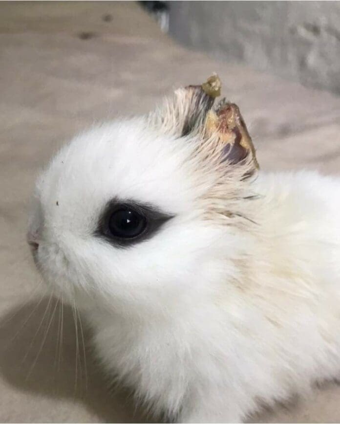 Niño de seis años le corta las orejitas a su conejo