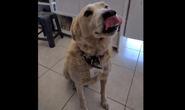 Dan puesto de “jefe de seguridad” a “Matute”, perrito de la comunidad