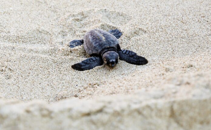 ¡POBRES BEBÉS! Tortuguitas no pueden llegar al mar en Cancún por ciclón Grace