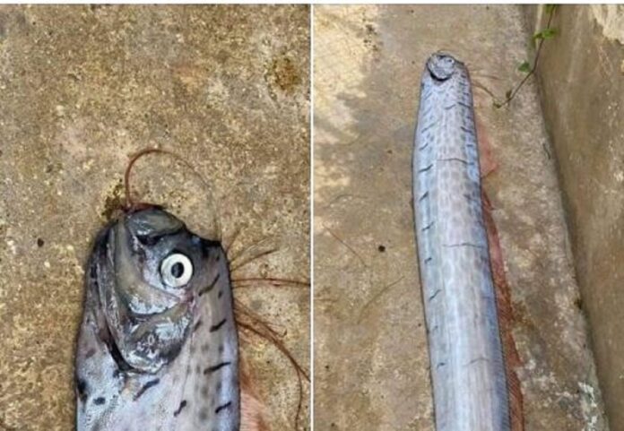 Falso que pez remo fue hallado en Isla Mujeres; imágenes son de uno en Puerto Rico hace un año