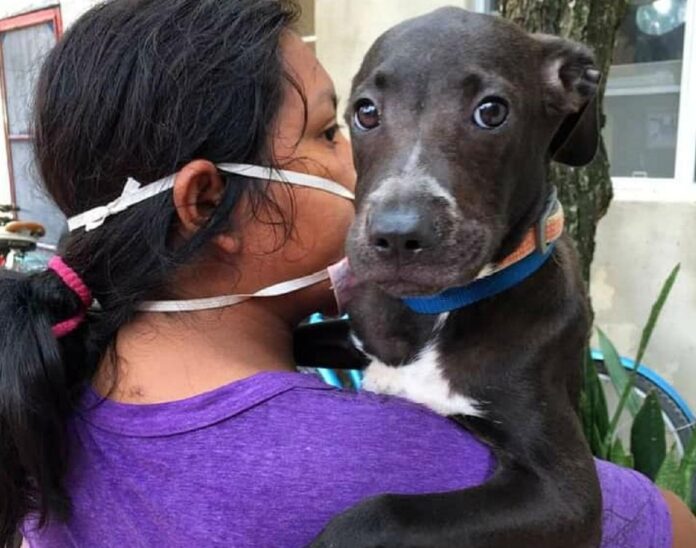 Refugios animales se alistan para el paso de 