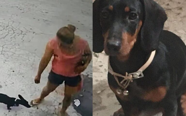 VIDEO: Perrita salchicha “Leah” se sale de casa y mujer se la lleva en la Colosio