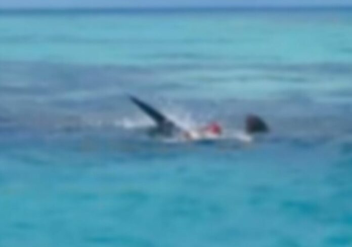VIDEO: Momento exacto en que tiburones devoran a una persona en Yucatán