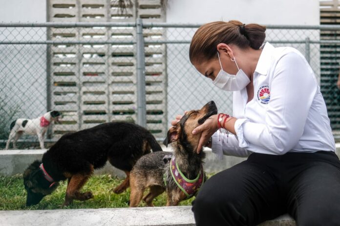 ¡Adopta! Lomitos en Cancún buscarán este sábado a sus papi y mami ideales