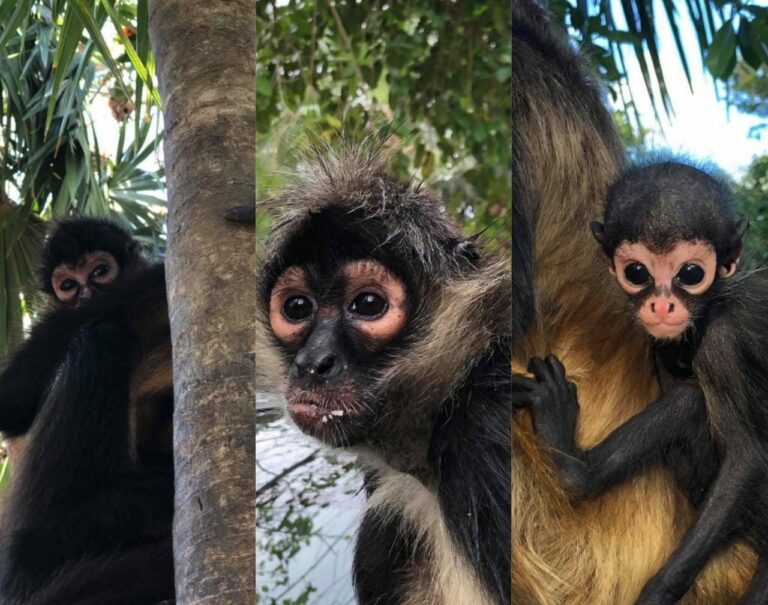 URGENTE: Dejan de avistar familia de monos en corredor Biológico de Xcalacoco