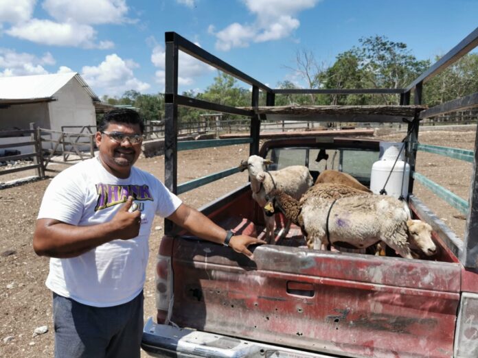 En Playa del Carmen las autoridades han impulsado la producción ganadera; han trabajado apoyando al sector agropecuario