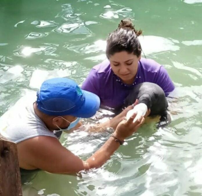 Cría de manatí rescatada en Huay Pix será liberada, para evitar otro caso 'Daniel'