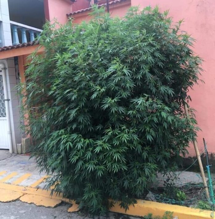 Joven sembró una planta de marihuana frente a su casa en Veracruz; el arbusto creció más de dos metros
