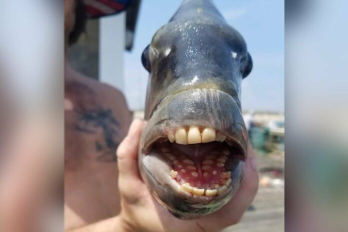 Así luce el pez que tiene ‘dientes humanos’ capturado en Estados Unidos