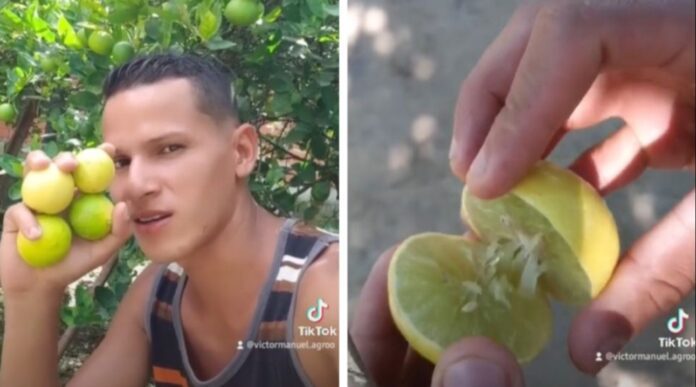 Tiktoker se vuelve viral por dar consejos para tener tu huerto en casa