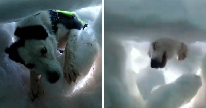 Hombre enterrado en la nieve se filma mientras un perro de rescate lo salva, y es encantador
