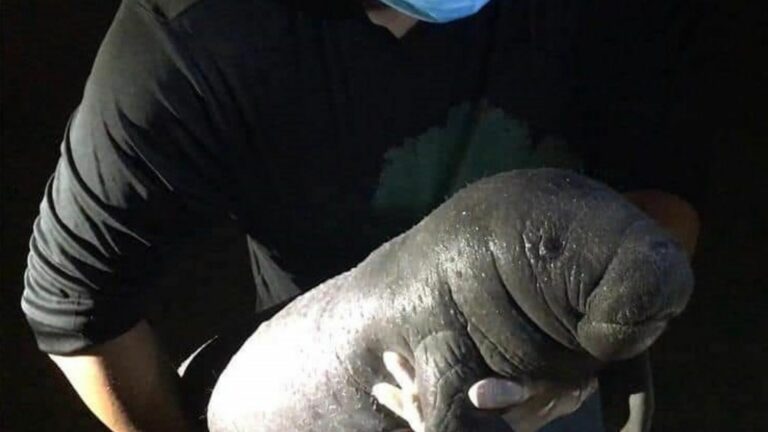 ¡Gran rescate! Encuentran a cría de manatí en laguna Milagros