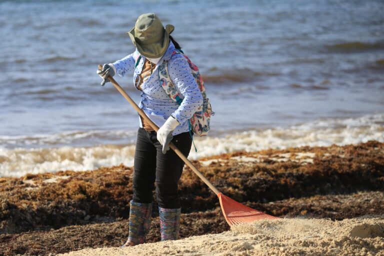 Gobierno de Solidaridad no da tregua al sargazo con limpieza de playas