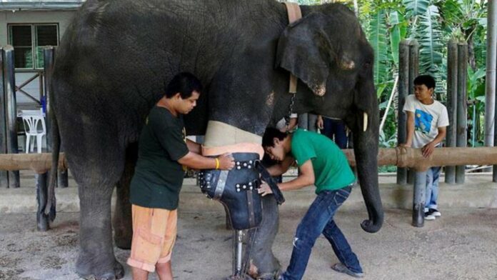 Mosha: la elefante que vuelve a caminar gracias a su prótesis