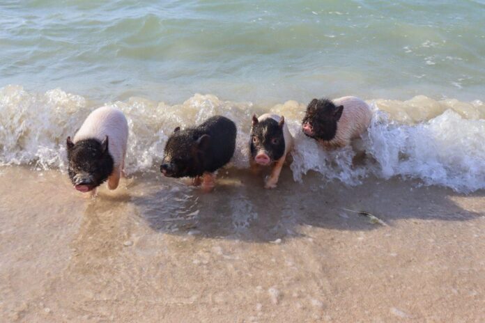 Fotos: Julián Zacarías Curi.