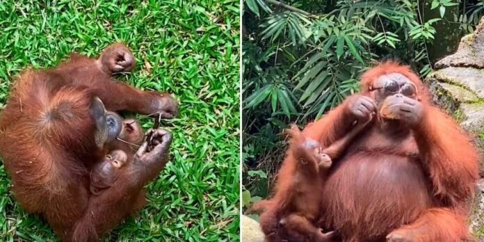 Orangután se divierte con unos lentes que cayeron en su jaula