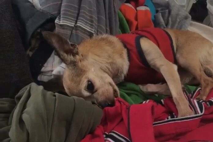 ¡Conmovedor! Perrito llora sobre la ropa de su dueño muerto