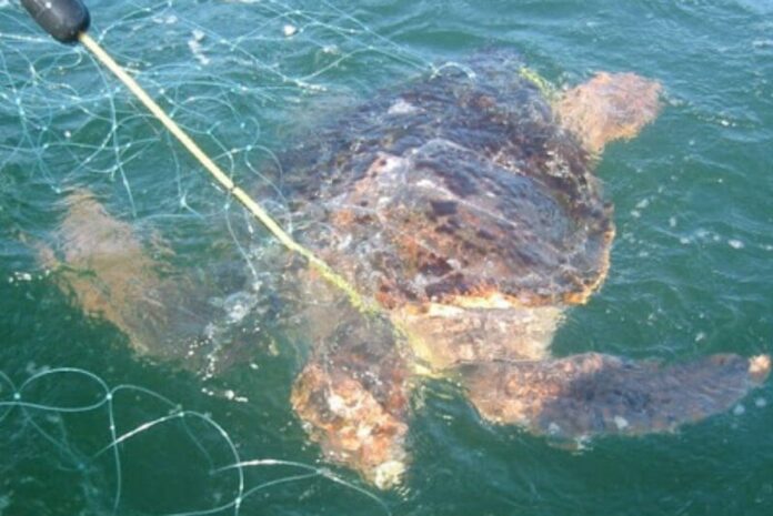Semarnat dice NO a reducir la cifra permisible de tortugas caguama muertas durante pesca