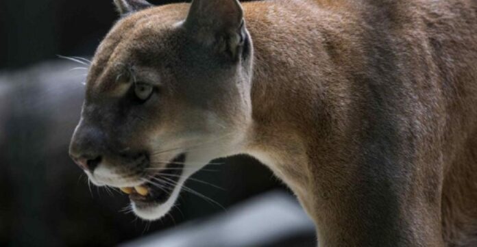 Denuncian pobladores de Oaxaca que un puma habría atacado a un menor de edad, lo que causó la muerte; gente quiere asesinar al animal