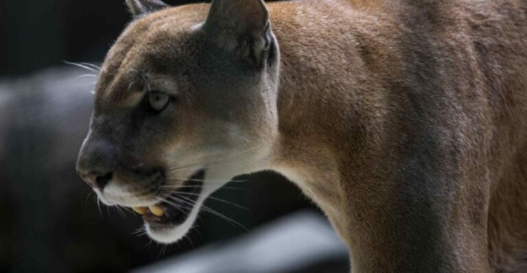 Denuncian pobladores de Oaxaca que un puma habría atacado a un menor de edad, lo que causó la muerte; gente quiere asesinar al animal