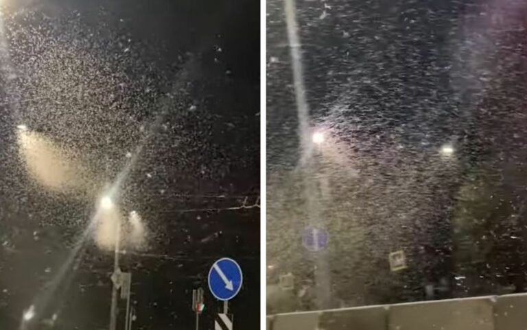 VIDEO: Joven cree que 'está nevando', eran moscas apareándose