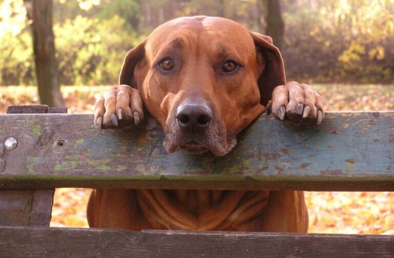 Perrita fue abandonada en un banco y los trabajadores le compraron una casita