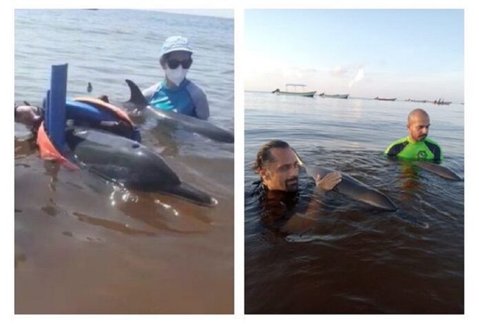 Denuncian ante Profepa a Dolphin Discovery por muerte de delfines de Tulum
