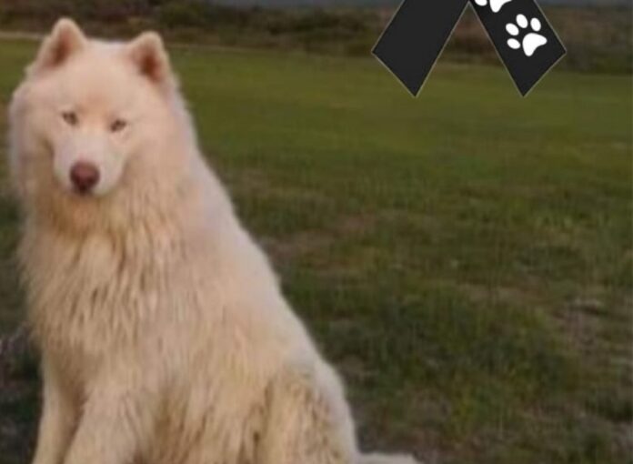 Cibernautas denunciaron a través de redes sociales un perrito llamado 