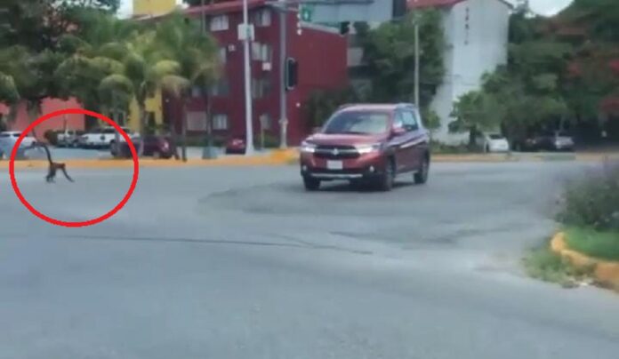 VIDEO: Tierno mono araña camina por avenidas de Cancún, para sopresa de transeúntes