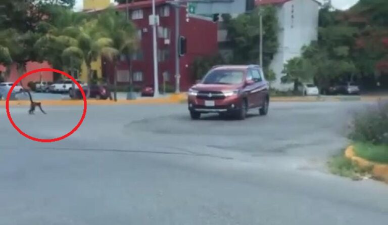 VIDEO: Tierno mono araña camina por avenidas de Cancún, para sopresa de transeúntes