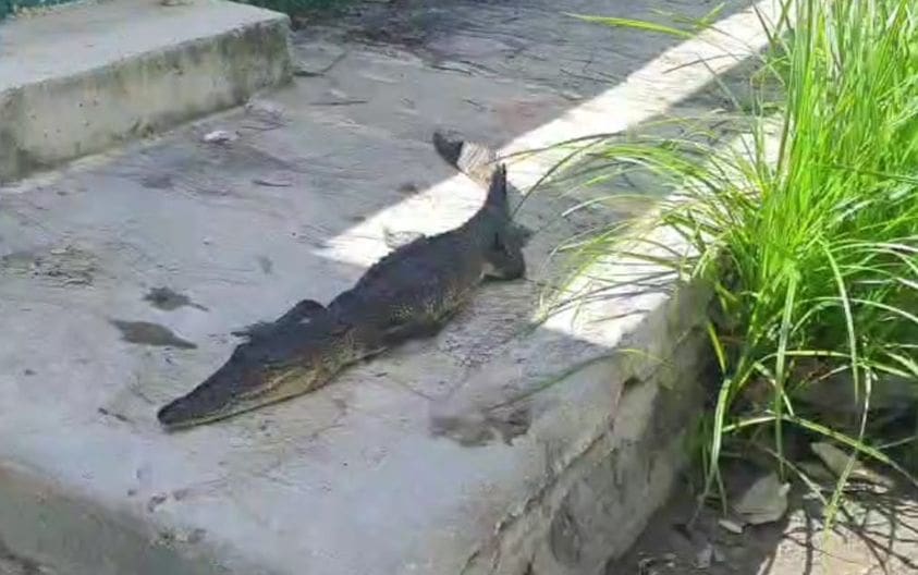 Hallan cocodrilo muerto en Chetumal