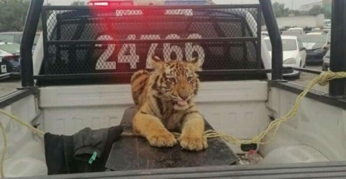 Encuentran a un cachorro de tigre en las calle del Estado de México; las autoridades esperan que aparezcan los dueños