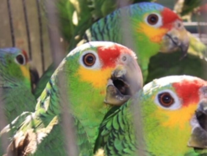 Detienen a sujeto por posesión de aves protegidas; vendía al menos 10 loros en Chetumal