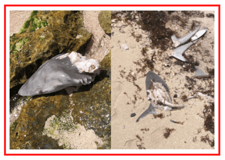 ¡DEPREDACIÓN EN AKUMAL! Destazan tiburones con pesca ilegal